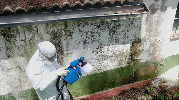 Trusted Basement Mold Remediation service in Wernersville, PA - Cheap Mold Removal